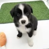 ボーダーコリー