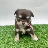 チワワ(ロング)【愛知県・女の子・2025年10月10日・チョコクリーム】の写真1