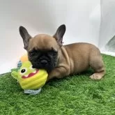フレンチブルドッグ