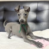 イタリアングレーハウンド