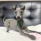 イタリアングレーハウンド