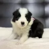 ボーダーコリー