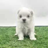 マルチーズ