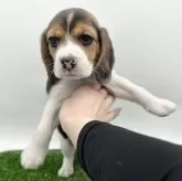ビーグル
