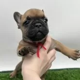 フレンチブルドッグ