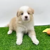 ボーダーコリー