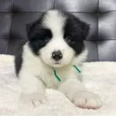 ボーダーコリー