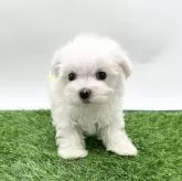 マルチーズ