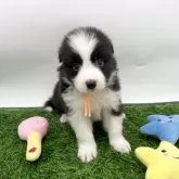 ボーダーコリー