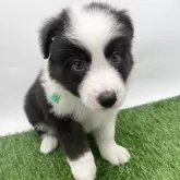 ボーダーコリー