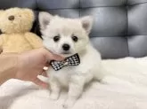 ポメチワ(ポメラニアン×チワワ)【愛知県・女の子・2025年10月9日・クリーム】の写真2