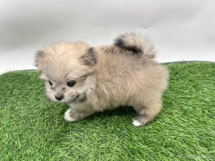 ポメマル(ポメラニアン×マルチーズ)【愛知県・女の子・2025年9月21日