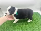 ボーダーコリー【愛知県・男の子・2025年10月3日・ブラック&ホワイト】の写真3