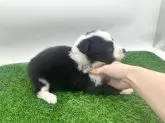 ボーダーコリー【愛知県・男の子・2025年10月3日・ブラック&ホワイト】の写真4