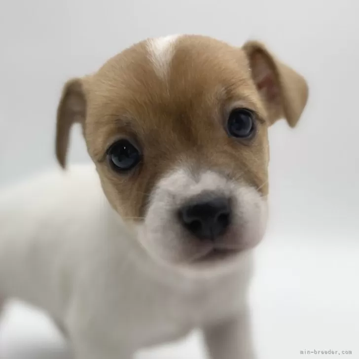 ID:2404-01659の子犬
