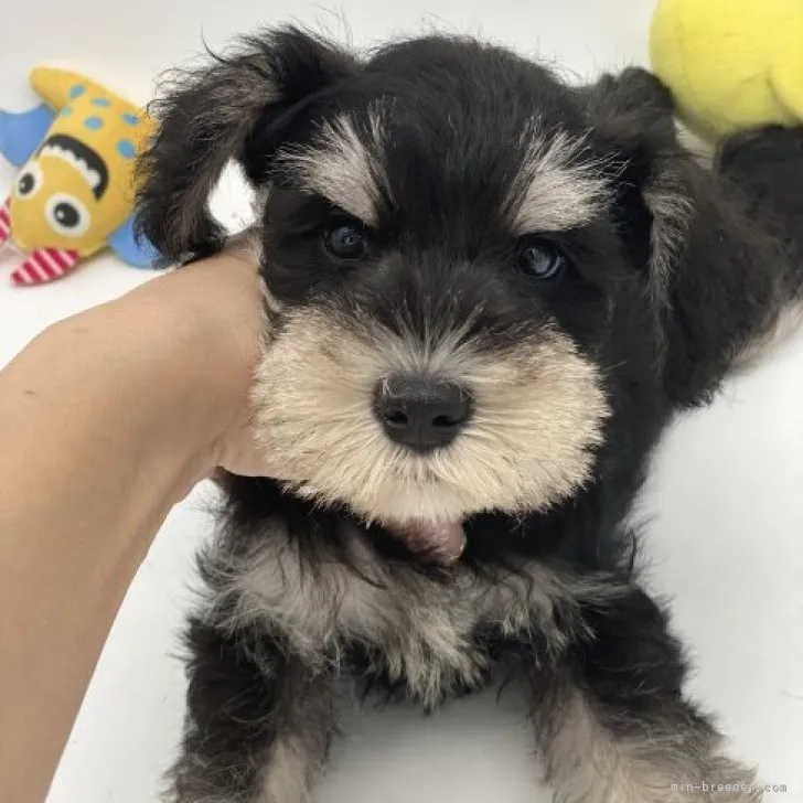 ID：2306-04633の子犬