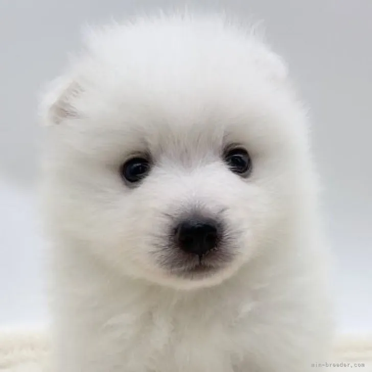 ID：2306-03356の子犬