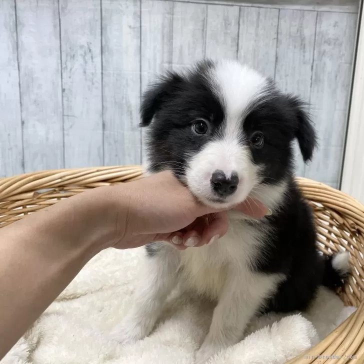 ID：2312-04095の子犬