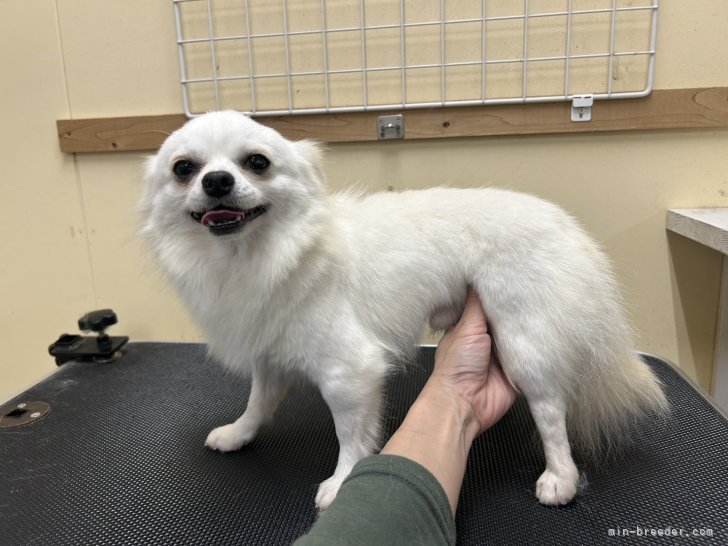 チワワ(ロング)【・男の子・2023年12月9日・クリーム】