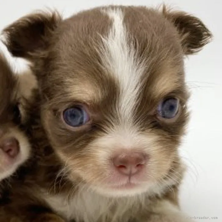 ID:2307-00053の子犬