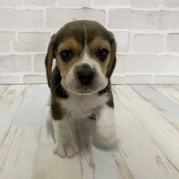 ID:2401-06987の子犬