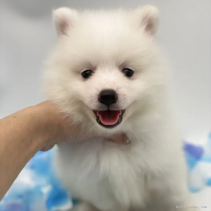 ID:2306-02450の子犬