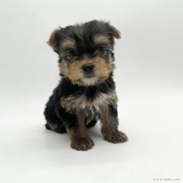 ID:2408-01713の子犬
