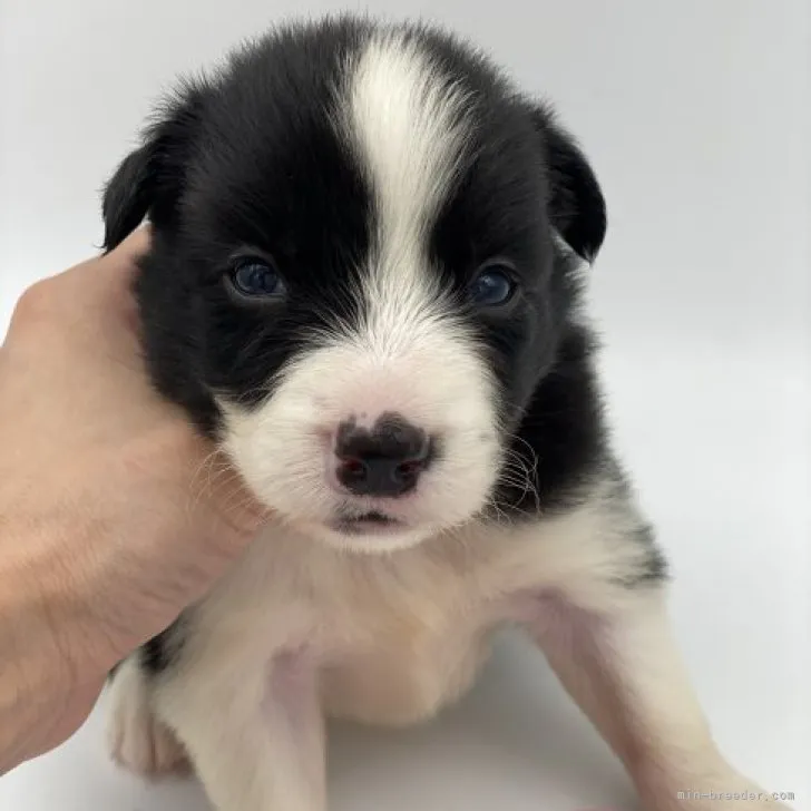ID：2305-03635の子犬