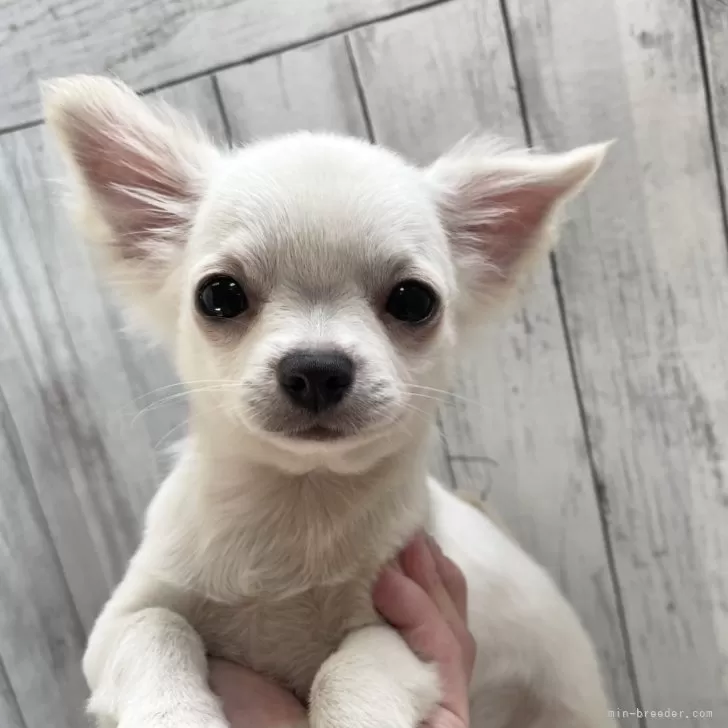 ID：2409-01195の子犬