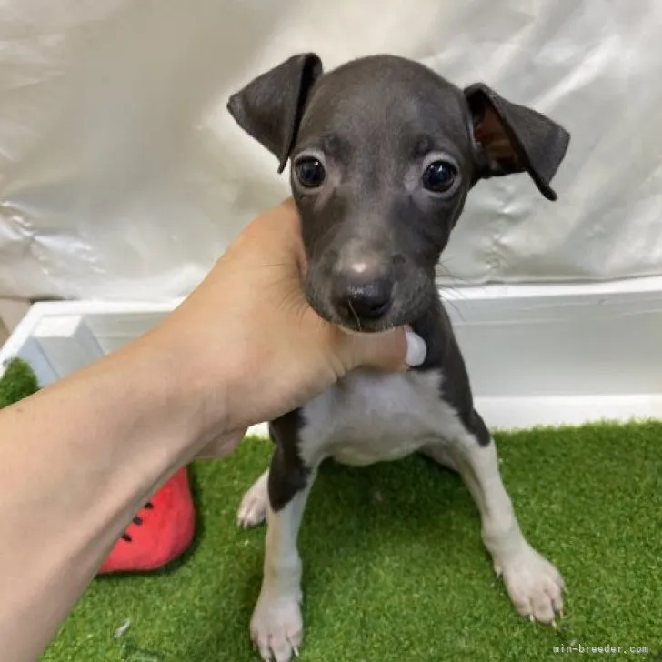 ID:2308-00851の子犬