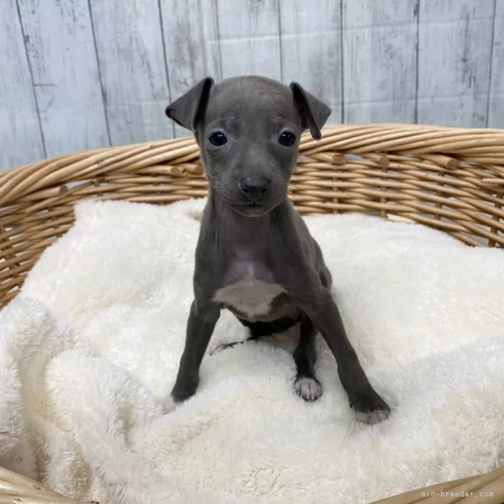 ID:2401-02263の子犬