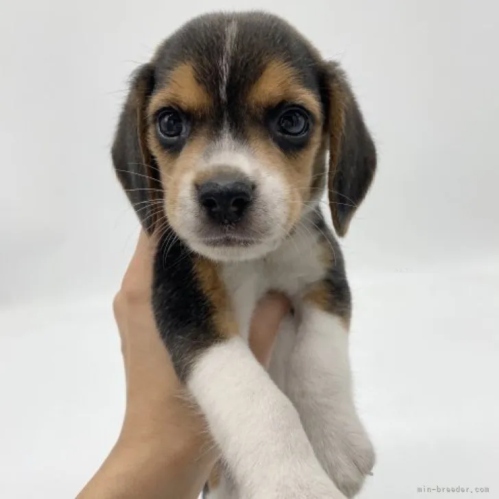 ID:2309-02089の子犬