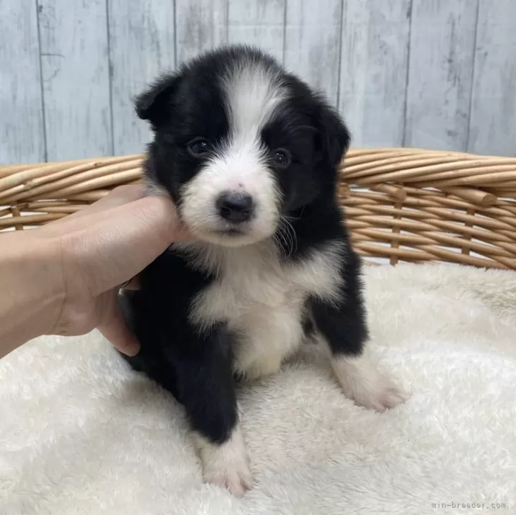 ID:2312-04091の子犬