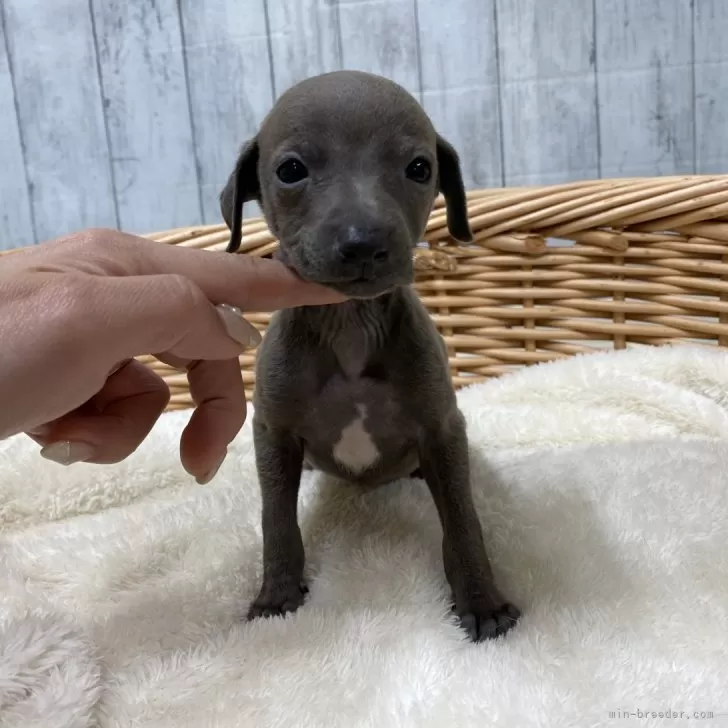 momo 様のお迎えした子犬