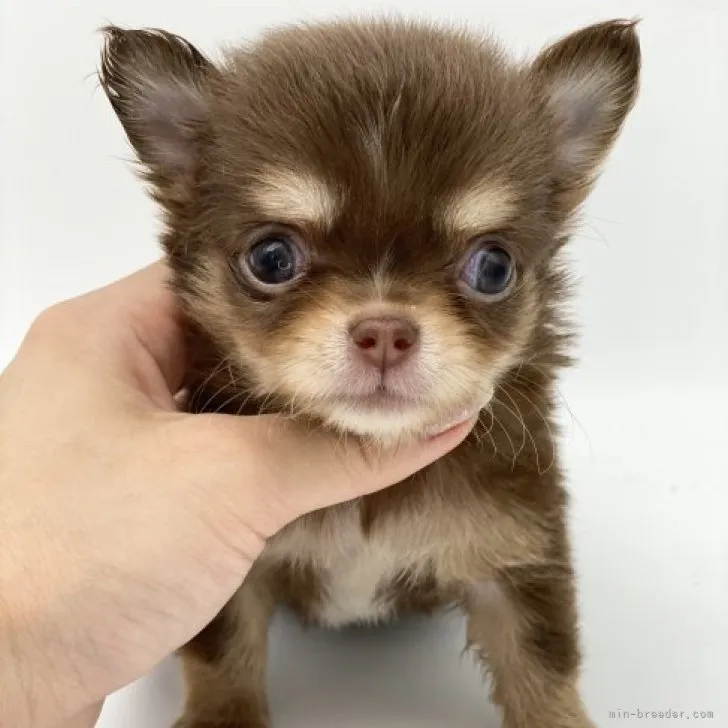 ID:2306-06133の子犬