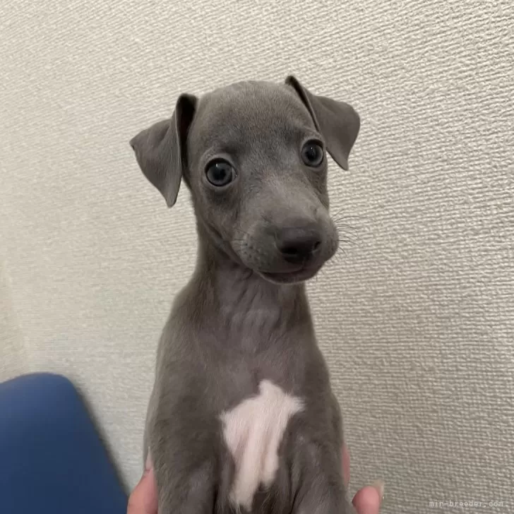ID:2409-02454の子犬