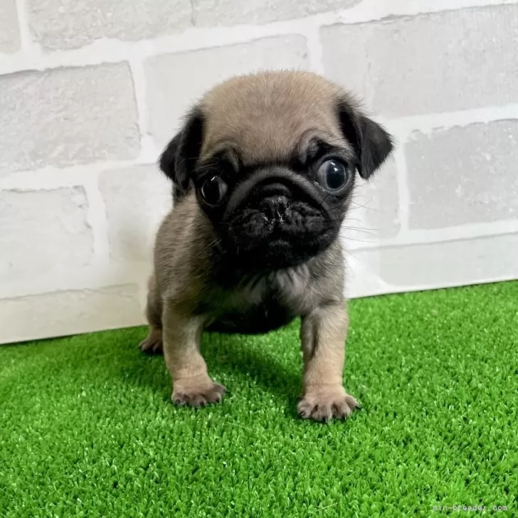 ID：2411-01070の子犬
