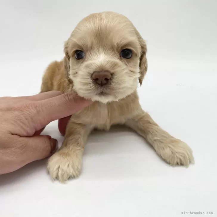 まきそん 様のお迎えした子犬