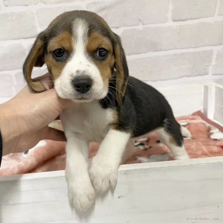 ビーグル【愛知県・女の子・2024年1月21日・ブラックタン&amp;ホワイト】の写真1