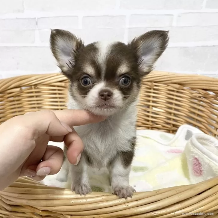 ID：2402-01709の子犬