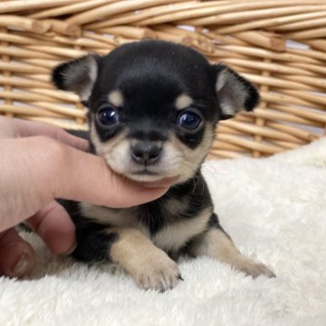 チワワ(スムース)【愛知県・女の子・2024年1月6日・ブラッククリーム】の写真「お目目くりくり🫶スムースの可愛い女の子」