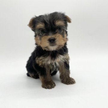 ヨークシャーテリア【愛知県・女の子・2024年6月23日・スチールブルータン】の写真「小柄な両親からうまれました🤍」