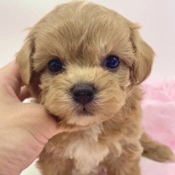 マルプー【愛知県・女の子・2023年4月19日・レッド系】の写真「まる顔🎶くりくりお目目の可愛い女の子♡」
