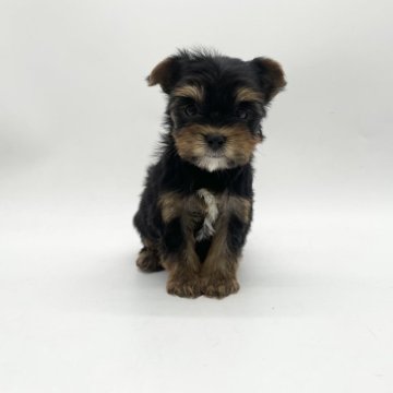 ヨークシャーテリア【愛知県・男の子・2024年6月23日・スチールブルータン】の写真「小柄な両親からうまれました🤍」