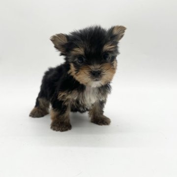 ヨークシャーテリア【愛知県・女の子・2024年6月23日・スチールブルータン】の写真「小柄な両親からうまれました🤍可愛い女の子」