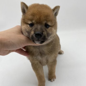 柴犬(標準サイズ)【愛知県・女の子・2023年9月2日・赤】の写真「とても可愛い柴ちゃん」