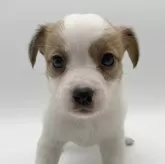 ジャックラッセルテリア【愛知県・女の子・2024年3月3日・ホワイト&タン】の写真1