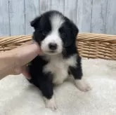 ボーダーコリー【愛知県・女の子・2023年11月19日・ブラック&ホワイト】の写真1
