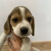 ビーグル【愛知県・男の子・2024年1月27日・ブラックタン&ホワイト】の写真1
