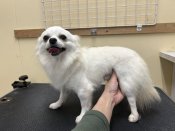 チワワ(ロング)【・男の子・2023年12月9日・クリーム】